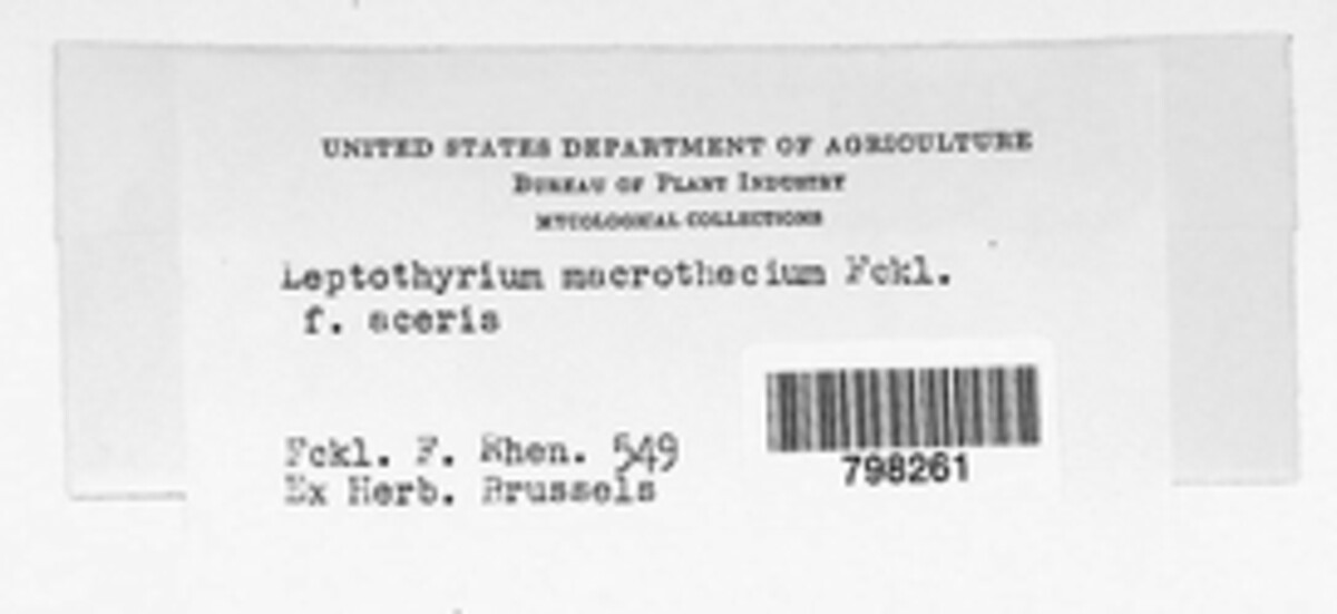 Leptothyrium image